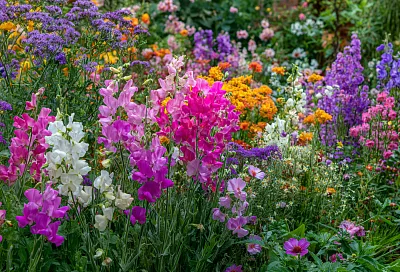 Какие летники можно посеять прямо в грунт весной: 8 неприхотливых растений