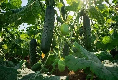 Огурцы в сезон собираю ведрами, просто делаю, как бабушка научила. Соседи сначала не верили, теперь поступают так сами