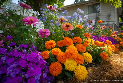 Неприхотливые цветы, которые цветут всё лето: что сажать в 2026