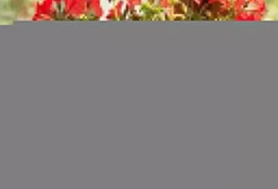 Как правильно обрезать герань для пышного цветения: метод, который поможет превратить  вялую герань в цветущий шар