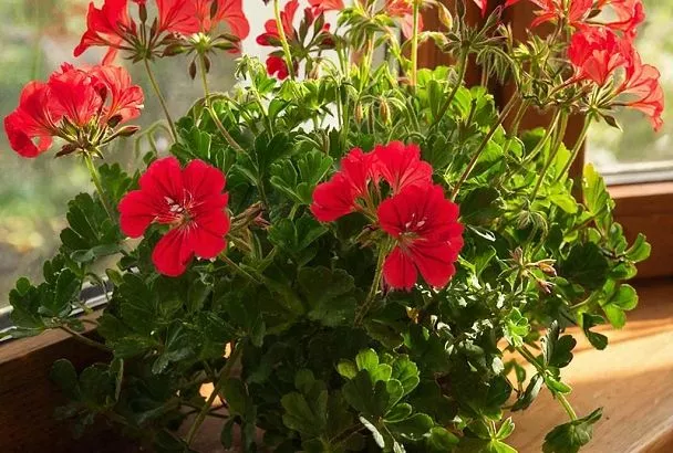 Как правильно обрезать герань для пышного цветения: метод, который поможет превратить  вялую герань в цветущий шар