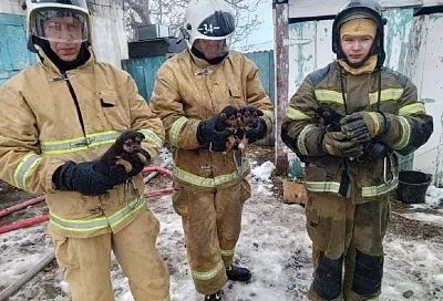 На Кубани пожарные спасли щенков из горевшего здания