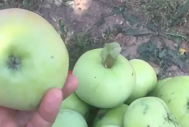 Не сорт, а подарок от Мичурина: мега-урожайный сорт яблок «Богатырь» – плюсы и минусы для вашего участка