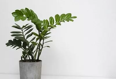 Короли ночи: декоративные растения, которые способны выживать без света