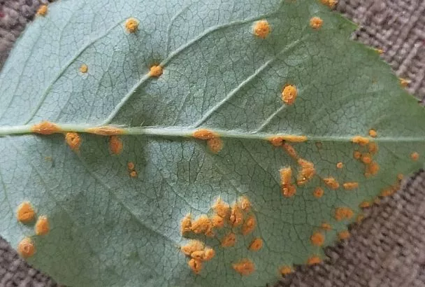 Ржавчина на розах: эти оранжевые пятна могут убить королеву цветов, но и на них есть противоядие