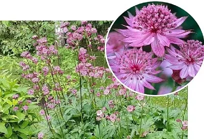 Суперзвезда вашего цветника: посейте астранцию, и вам будут завидовать те, кто этого не сделал