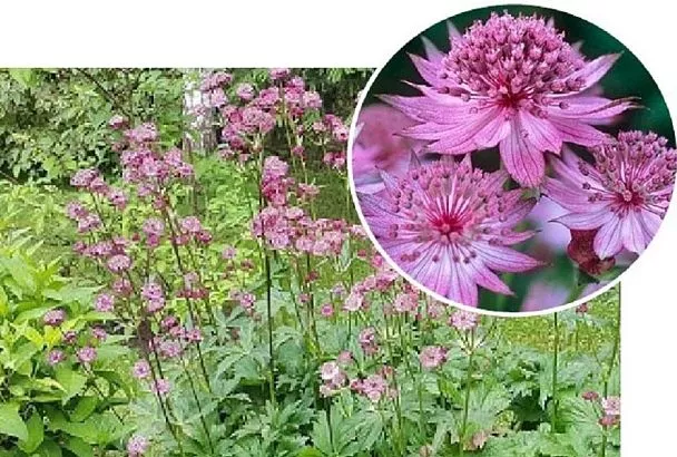 Суперзвезда вашего цветника: посейте астранцию, и вам будут завидовать те, кто этого не сделал