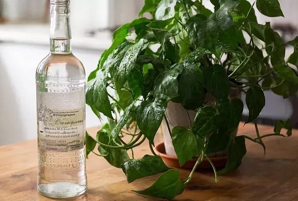 Джентльменский набор: водка не только совместима с цветами, но и полезна для них, если правильно применить 