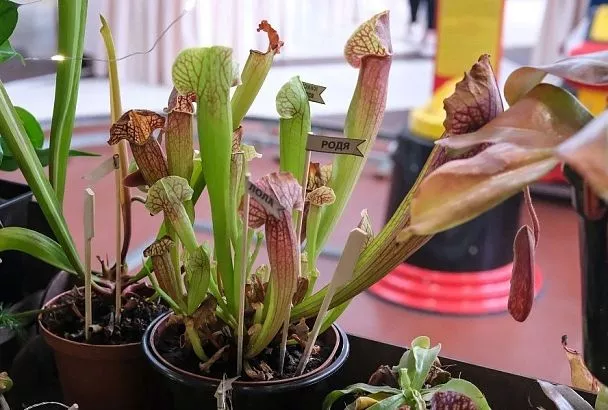 Они не кусаются: можно ли вырастить в квартире на подоконнике экзотическое хищное растение