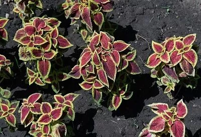 Колеус – цветок-хамелеон: почему все цветоводы сходят по нему с ума и как легко его вырастить