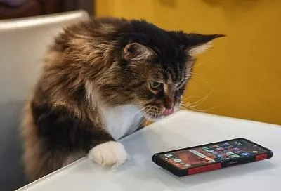 Эксперт назвал распространенные схемы мошенников перед 23 Февраля