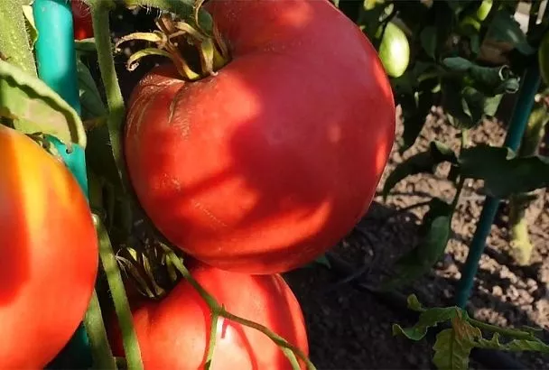 Томаты «Бычье сердце»: 5 преимуществ и 3 признака хорошей рассады