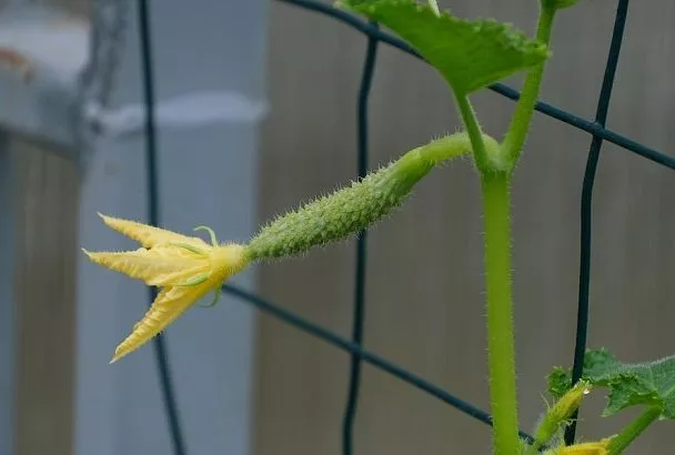 Почему желтеют завязи на огурцах в открытом грунте и как это исправить