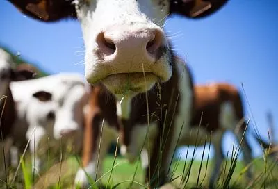 Птичий грипп добрался до коров: ВООЗ бьет тревогу из-за вспышки в США