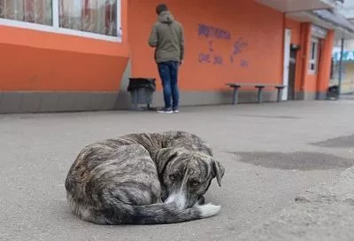 В Краснодаре проведут отлов бездомных собак