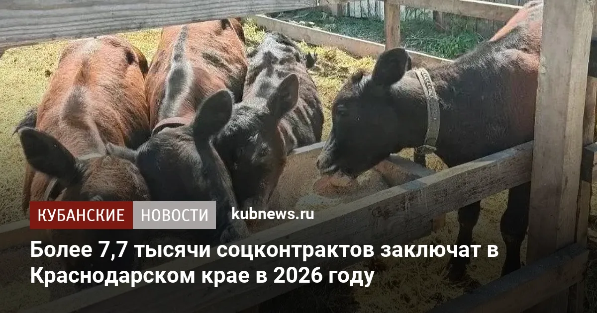 Более 7,7 тысячи соцконтрактов заключат в Краснодарском крае в 2026 году