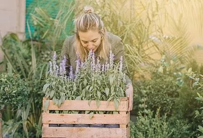 Посадите их весной – и сэкономьте на покупных напитках: 5 ароматных трав для вашей чайной грядки (+ рецепт)