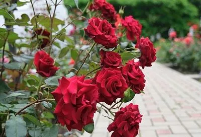 Надо ли белить известью розы: специалист рассказала, есть ли смысл в этой процедуре