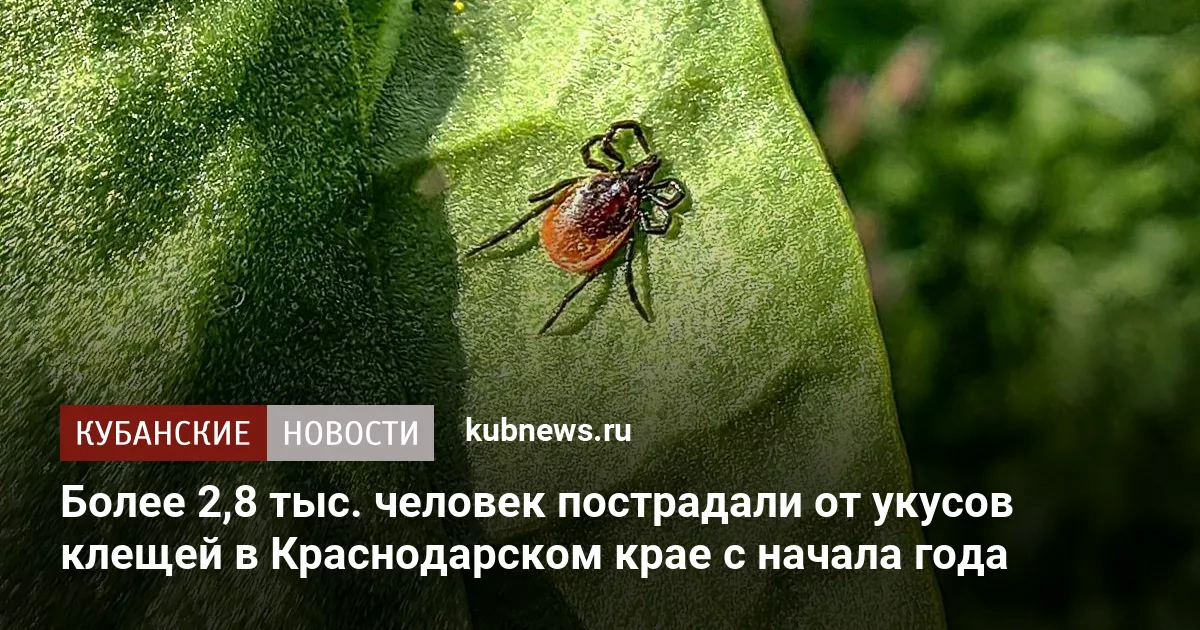 Более 2,8 тыс. человек пострадали от укусов клещей в Краснодарском крае с начала года