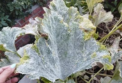 Серые будни развеет сера: почему этот препарат должен иметь каждый дачник