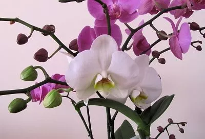 Кладу кубик льда в горшок с орхидеей и получаю пышное цветение круглый год