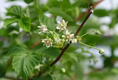 Кудрявый лен и ягода-малина: как ейские сельхозпредприятия свое дело развивают