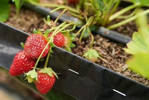 Собрал умную грядку для клубники — и сижу отдыхаю: урожай ведрами даже в засуху