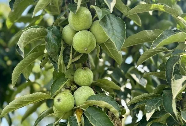 Мельче, чем у соседки: почему яблоки не вырастают до ожидаемых размеров