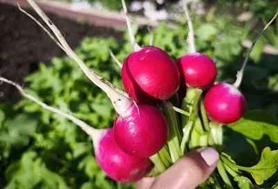 Какие овощи сажать под зиму: в 2026 году витамины поспеют к вашему столу максимально рано 