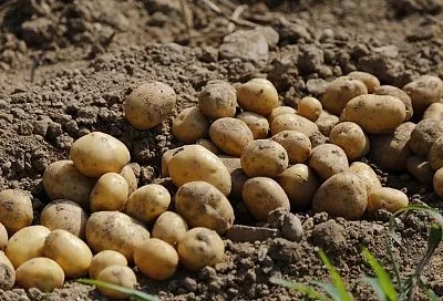 Когда копать картофель в августе 2025 для лежкости: сроки по регионам