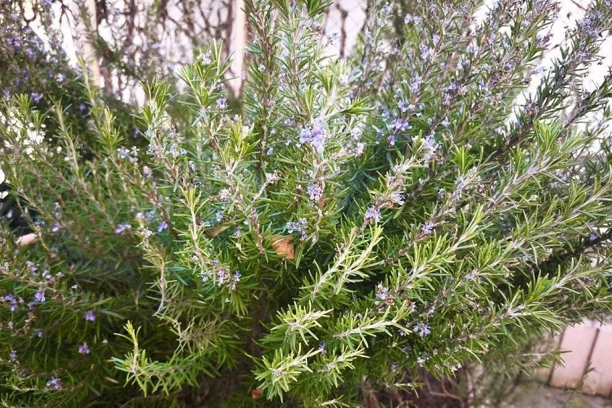 Какие растения посадить возле вольера собаки для защиты от блох и клещей