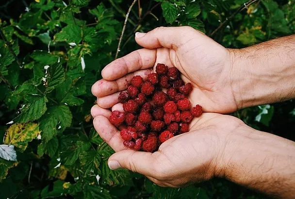Подкормил малину в июле-августе — и ягоды не сохнут даже в аномальную жару