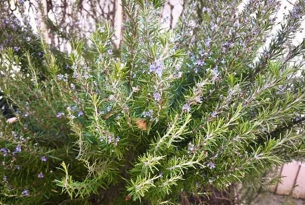 Какие растения посадить возле вольера собаки для защиты от блох и клещей