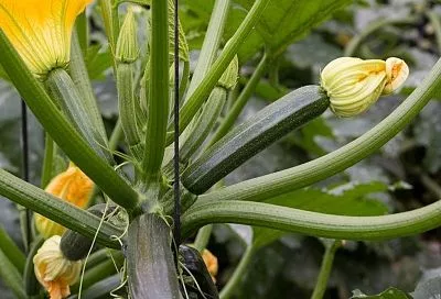 Кустовые кабачки: секрет богатого урожая на 1 квадратном метре от Галины Кизимы