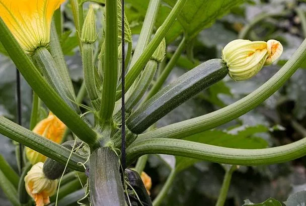 Кустовые кабачки: секрет богатого урожая на 1 квадратном метре от Галины Кизимы