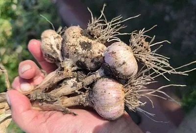 Головка с кулак: метод, который применяли наши бабушки для получения крупного чеснока