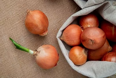 Если перья полегли – значит пора: когда собирать лук 