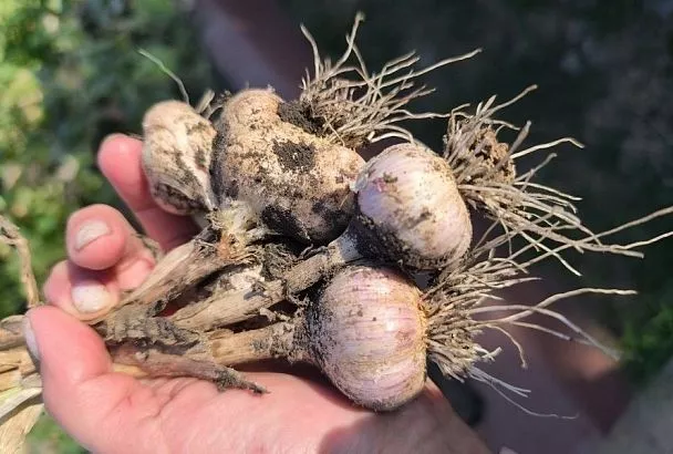 Головка с кулак: метод, который применяли наши бабушки для получения крупного чеснока