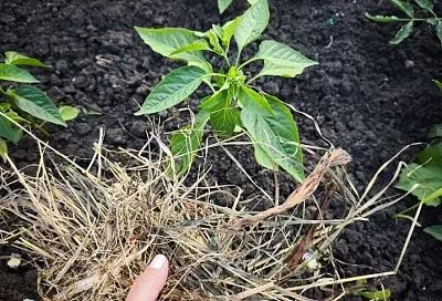 Все – в дело: можно ли использовать скошенные сорняки в качестве мульчи