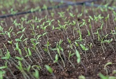 Как не загубить рассаду пикировкой: опытный огородник рассказал о главных правилах этой ювелирной процедуры