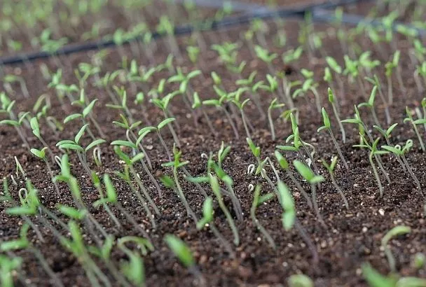 Как не загубить рассаду пикировкой: опытный огородник рассказал о главных правилах этой ювелирной процедуры