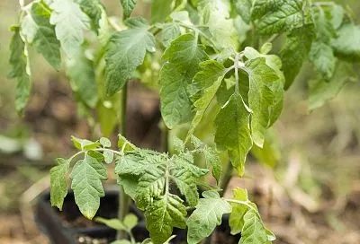 Это факт – помидоры взошли без усилий: 3 причины не тратить время на замачивание и проращивание семян томатов