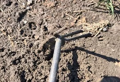 Черная гниль в огороде: вот почему осенью так важно обеззараживать почву 