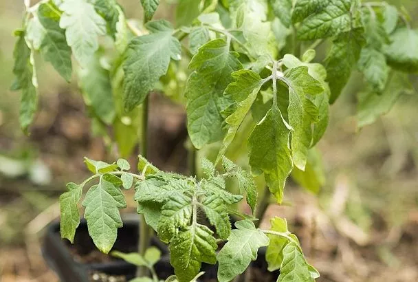 Это факт – помидоры взошли без усилий: 3 причины не тратить время на замачивание и проращивание семян томатов