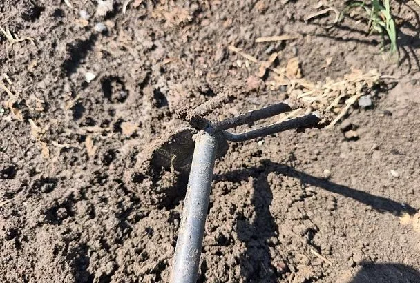 Черная гниль в огороде: вот почему осенью так важно обеззараживать почву 