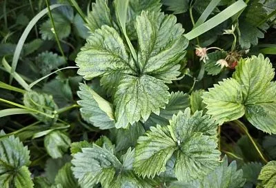 Вирус курчавости клубники: чем опасен и как спасти посадки