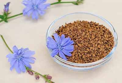 Цикорий против кофе: токсиколог рассказал о напитке, который укрепляет организм и дарит спокойствие