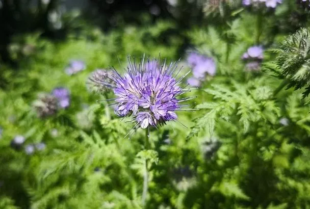 Простая и удивительная: фацелия сочетает в себе пользу для почвы и декоративность