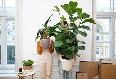 Как будто нелюбимые и всеми покинутые: какие растения хорошо растут только в тесноте