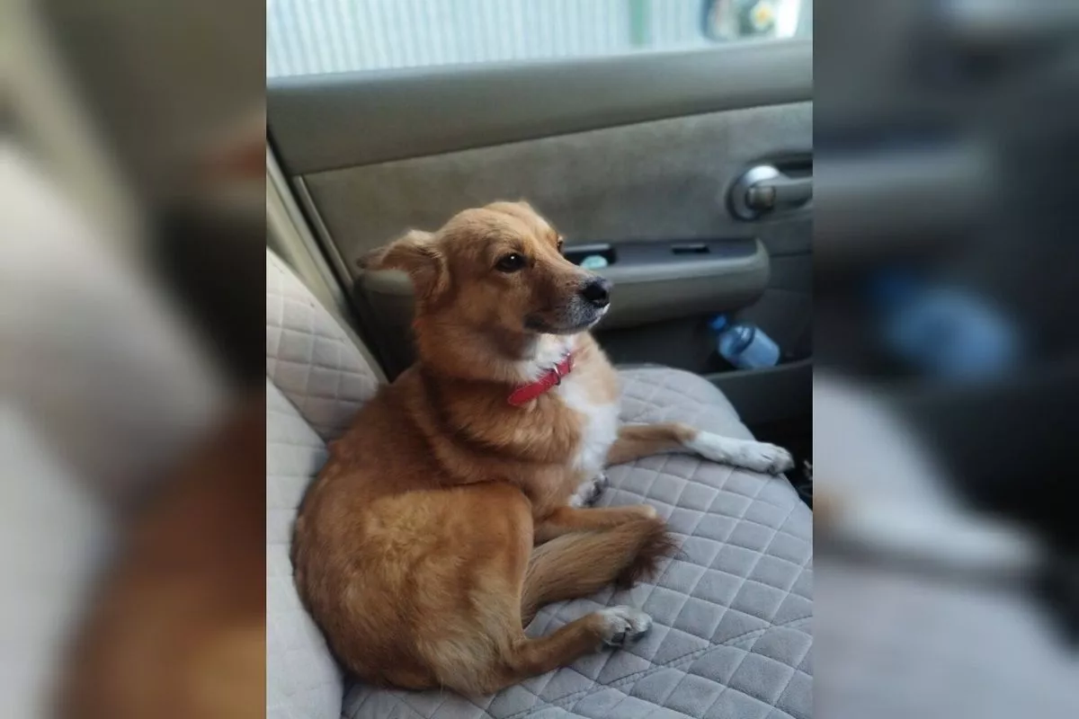 Пропавшую в сентябре в очереди на Крымский мост собаку по кличке Буся до сих пор ищут волонтеры